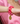 Flat Chain Bracelet - Fuchsia